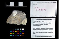 Foto (Objekt + Etikett) von Pithonoton marginatum (von Meyer, 1842)  (NHMW-GEO-2014-0194-0869)